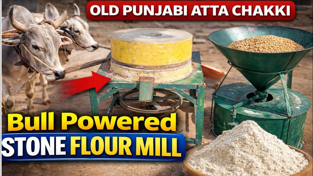 Amazing Bull Powered Stone Flour Mill | Old Punjabi Atta Chakki | Cold Press Wheat Grinding /#chakki
