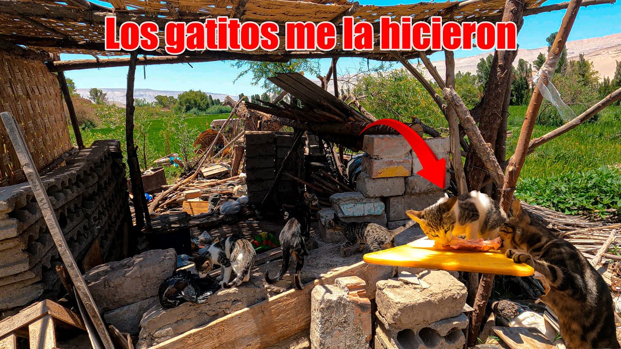 Morían de Hambre los Gatitos de Don FELIPE, Adivina que comieron .....