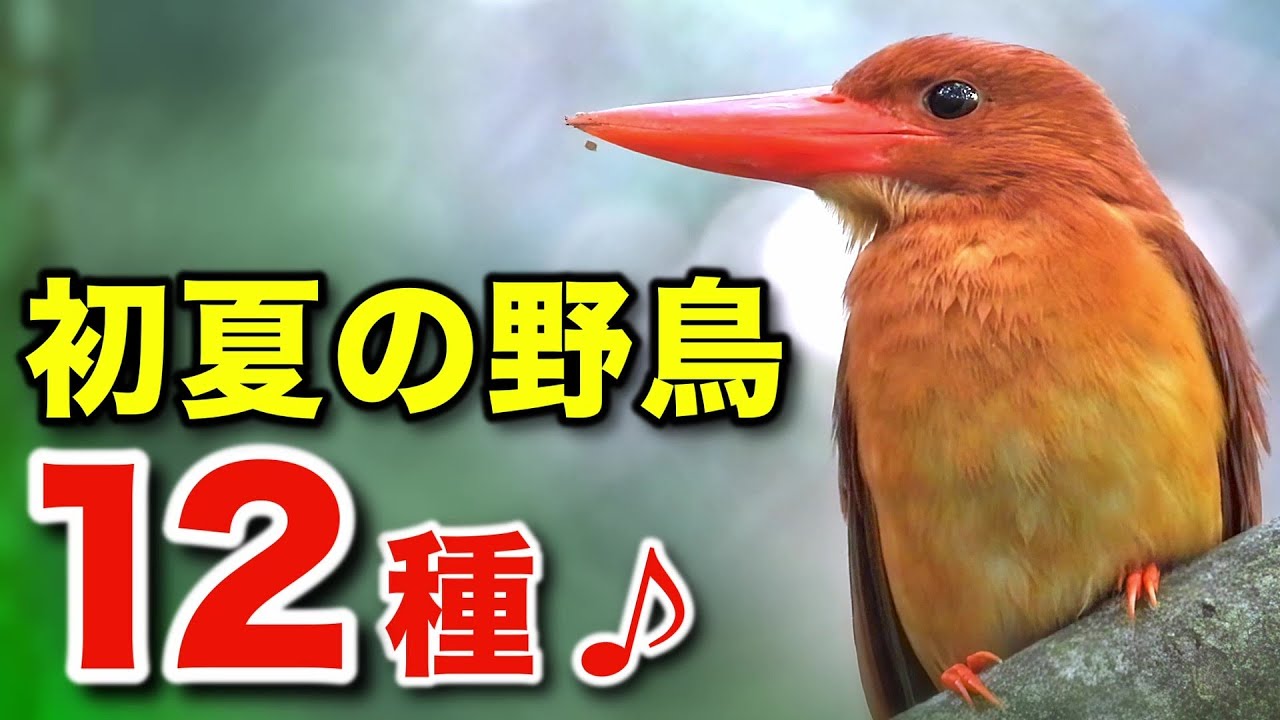 生命が輝く季節！美しい野鳥たちの生態をじっくり解説！【鳴き声つき】