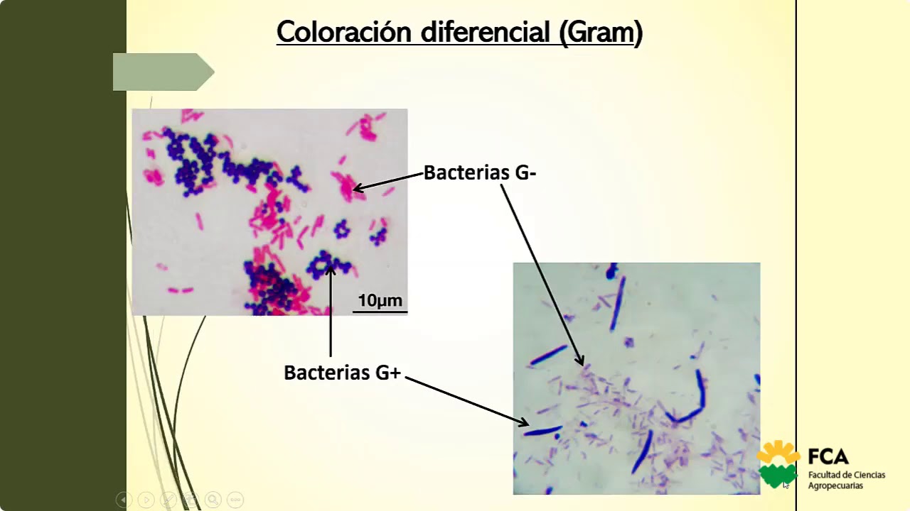 Técnicas para la observación aislamiento y conservación de microorganismos (Parte 2)