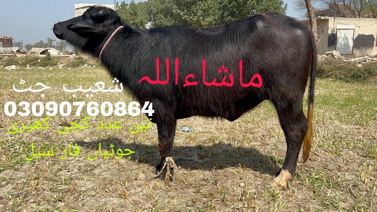 تین عدد کچی کھیری جھوٹیاں فار سیل لوکیشن چوک مرلے تحصیل عارف والا ضلع پاکپتن 03090760864