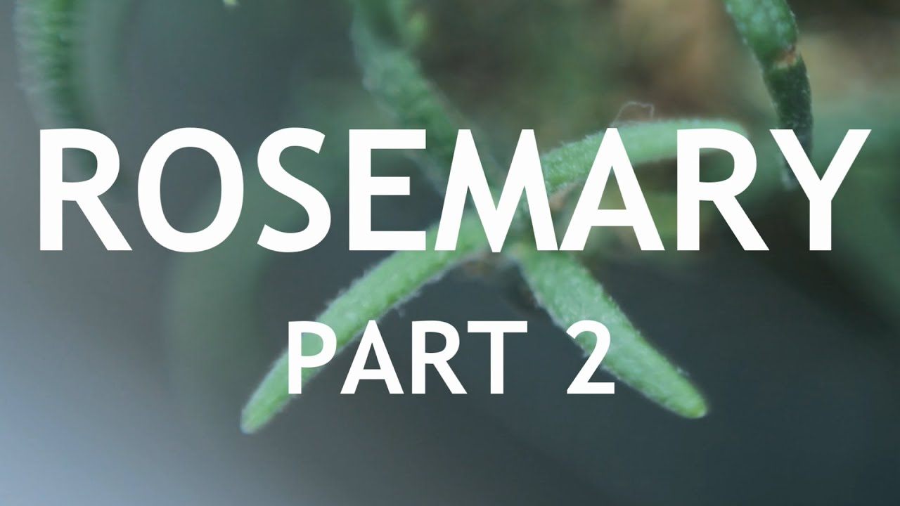 Rosemary Bonsai, from a cutting, 2