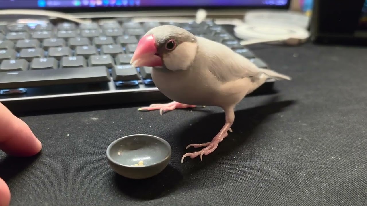 Java finch inhaling her millet