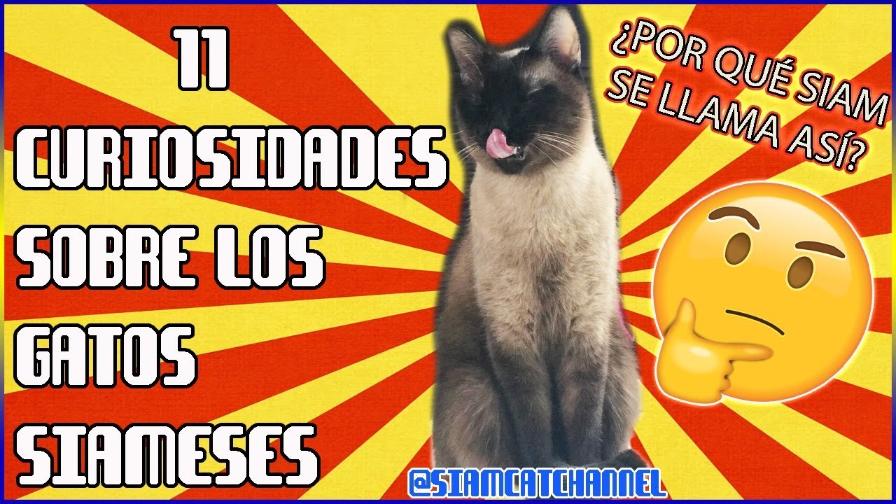 11 Curiosidades Sobre Los Gatos Siameses - SiamCatChannel