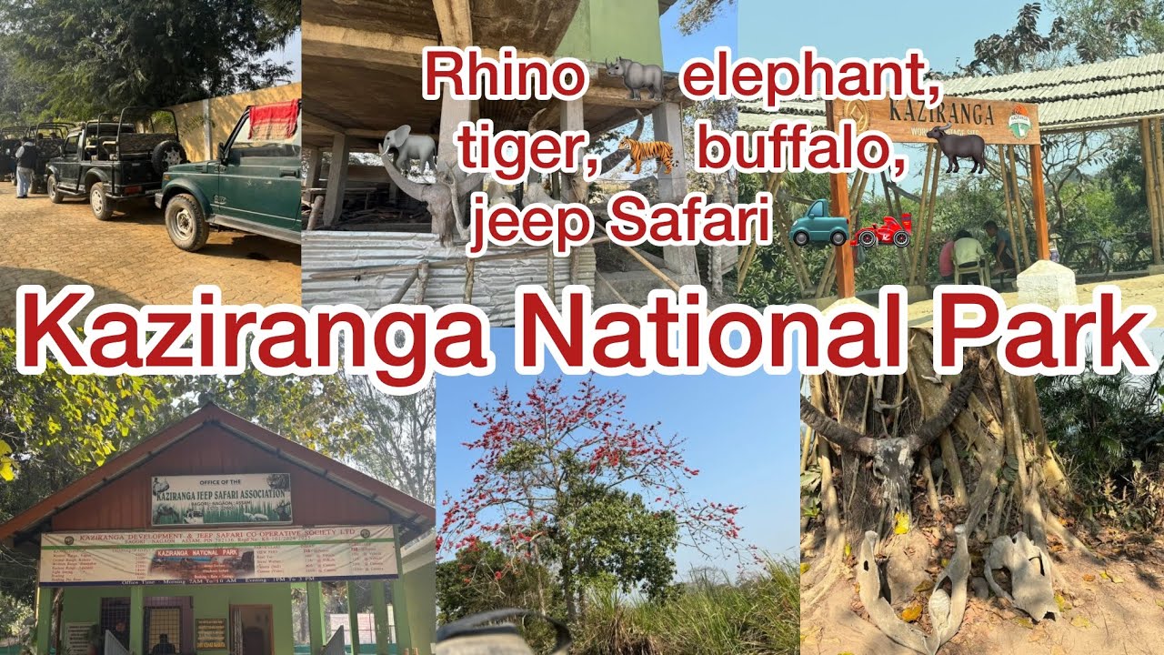Kaziranga National Park 🏞️ / rhino 🦏 elephant 🐘 || jeep Safari ￼🏎️🛻