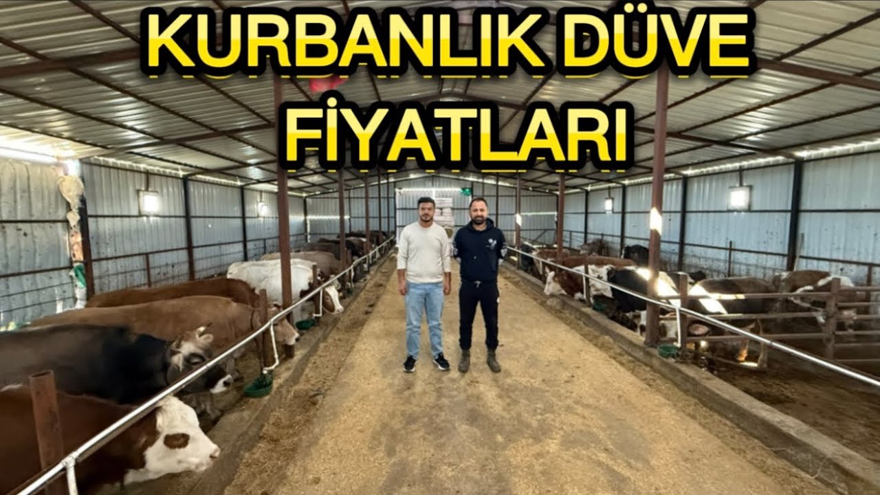 77 ADET KURBANLIK DÜVE KIRIKKALE