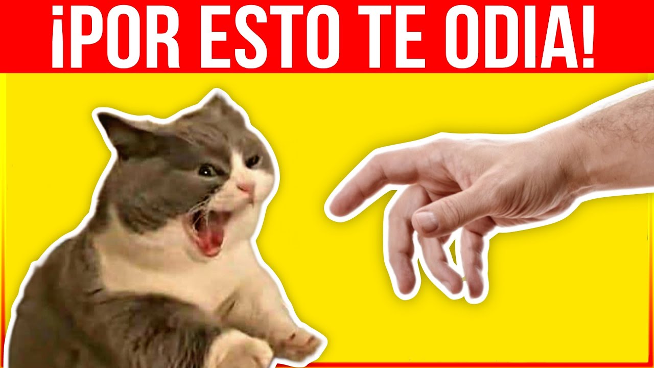 10 вещей, которые не нравятся вашей кошке и о которых вы не знали
