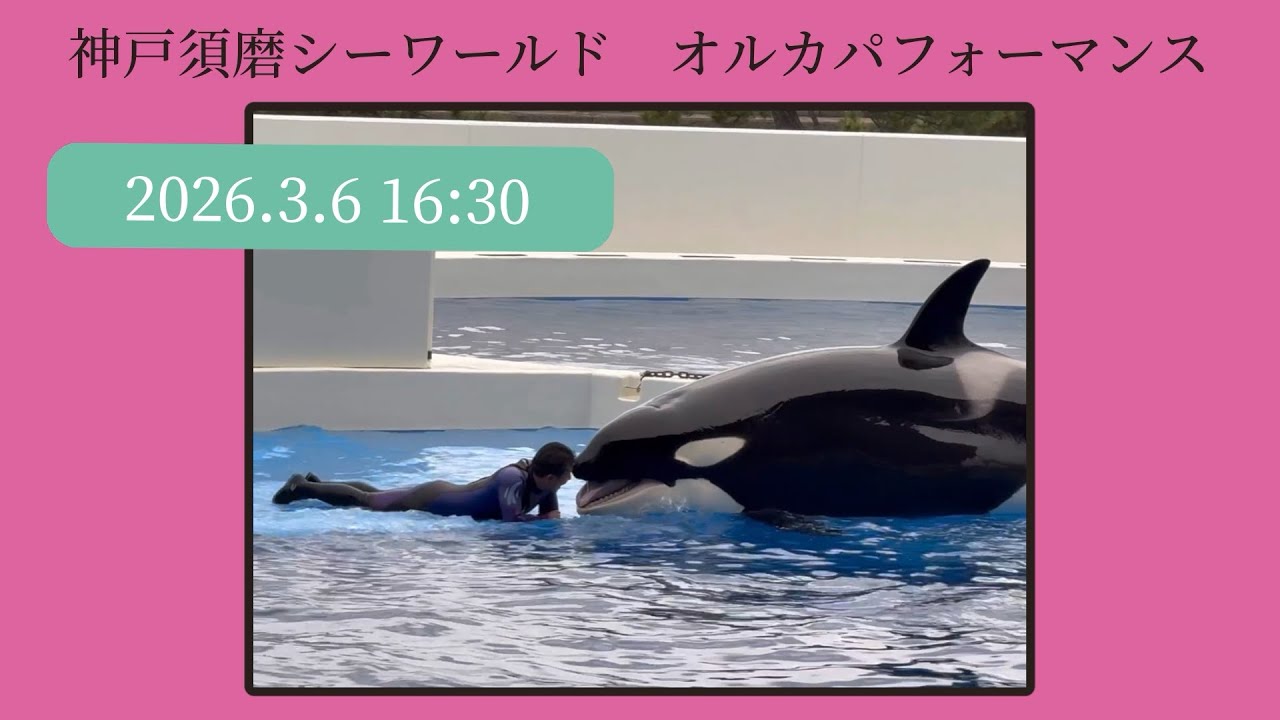 神戸須磨シーワールド　オルカパフォーマンス　2026.3.6 16:30
