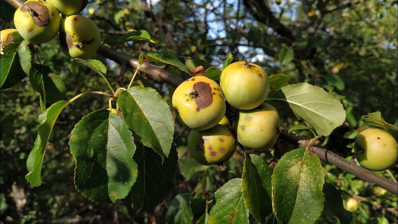 Crab Apple in Southern France (Malus sylvestris)