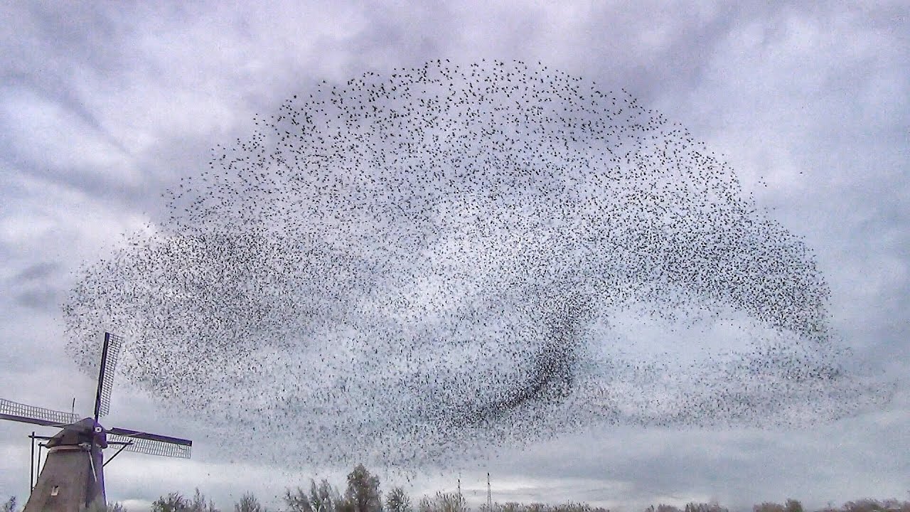 Murmuration of Starlings / Dans van de spreeuwen