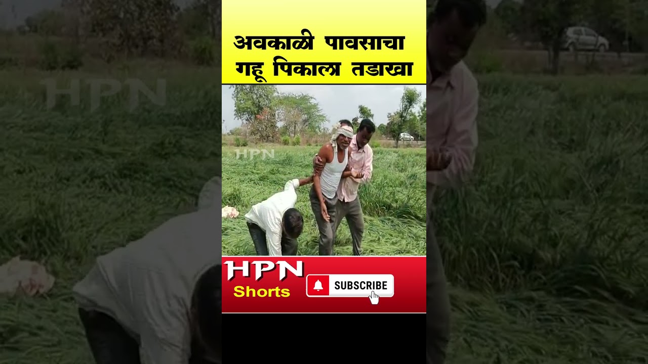 Heavy Rain | अवकाळी पावसाचा गहू पिकाला तडाखा | HPN MARATHI NEWS #shorts #short #shortvideo