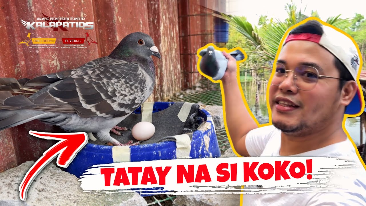 UMITLOG NA SI TAIWAN BIRD! KOKO MAS LALONG NAGING BARAKO