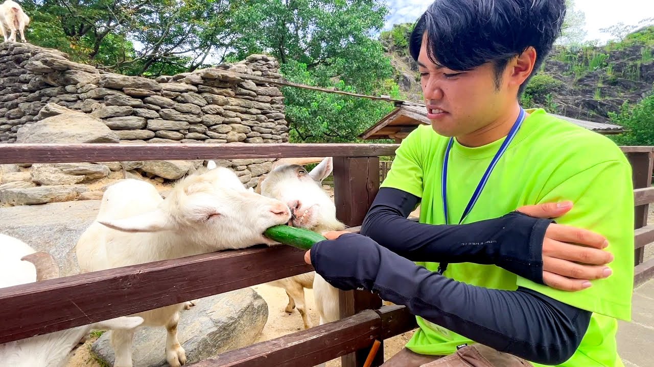 きゅうりにトラウマを持っている男が動物達にきゅうりをあげるとこうなります。