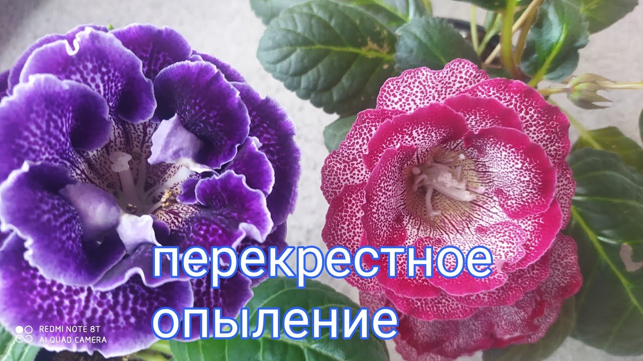 Опыление глоксинии,легко и просто.Пробуйте.