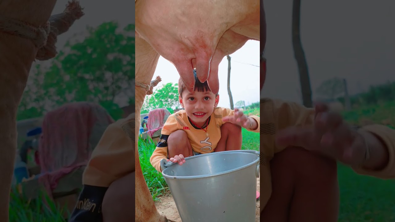 choti choti gaiya ftfggg vh #love #song #funny