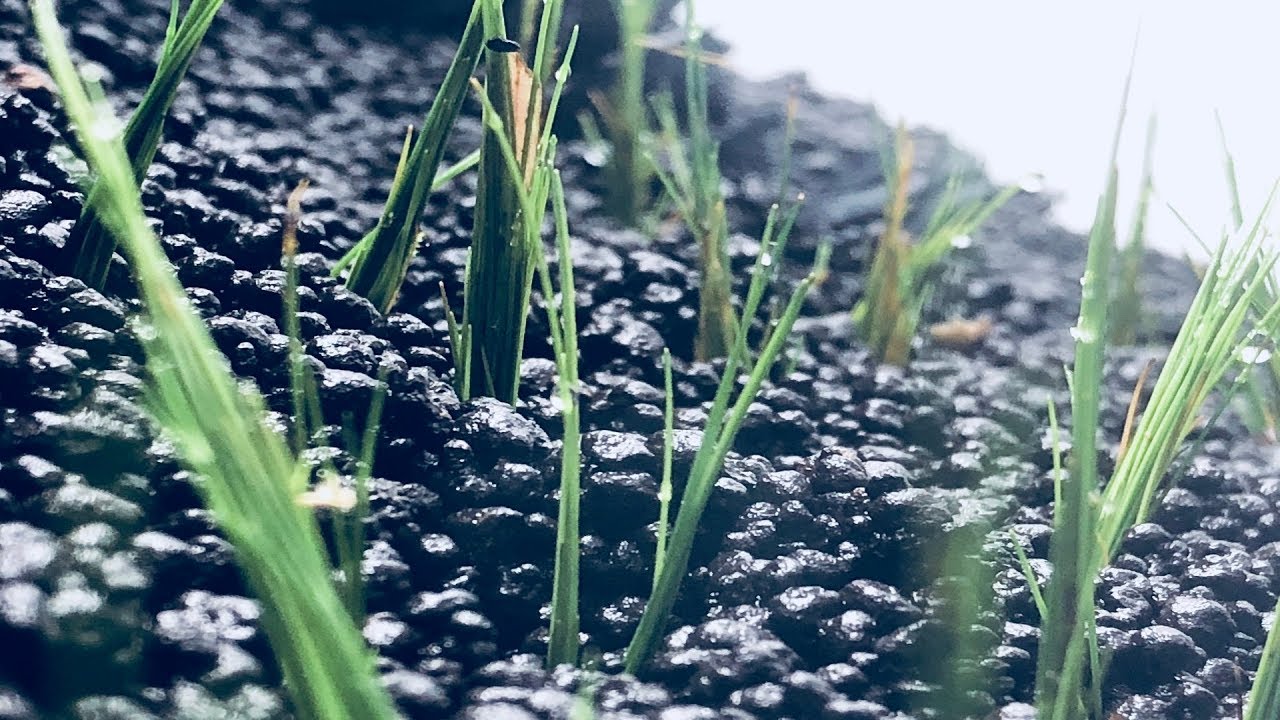 DSM *Dry Start Method*: Cómo Reproducir Plantas Tapizantes en Poco Tiempo || AquaTips