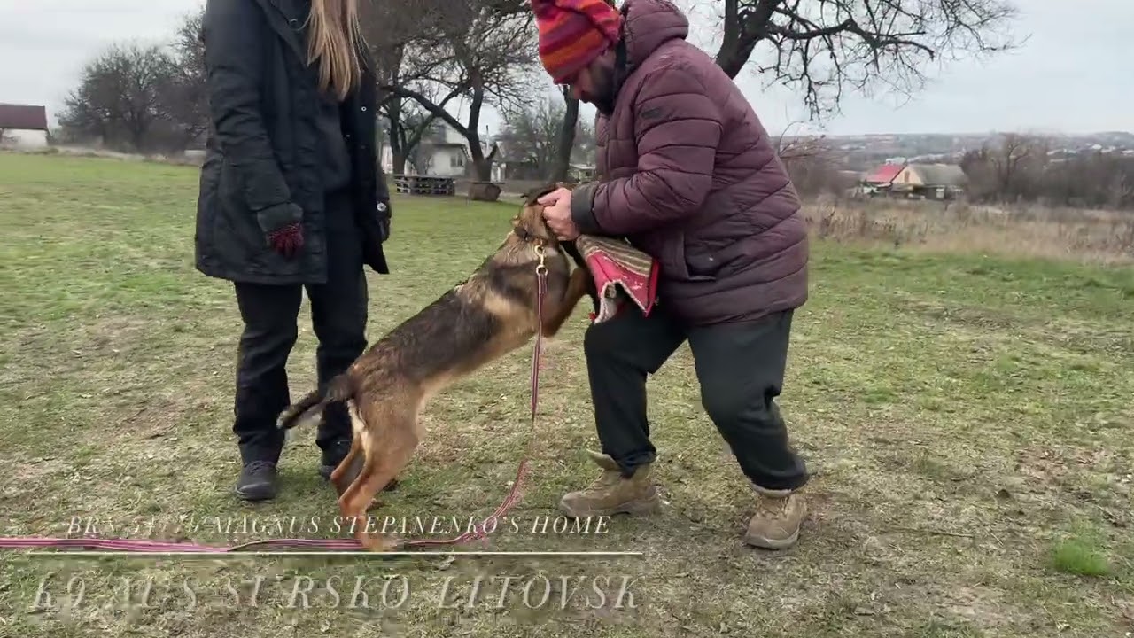 Training BRN 54779 Magnus Stepanenko’s Home 4,5 months 