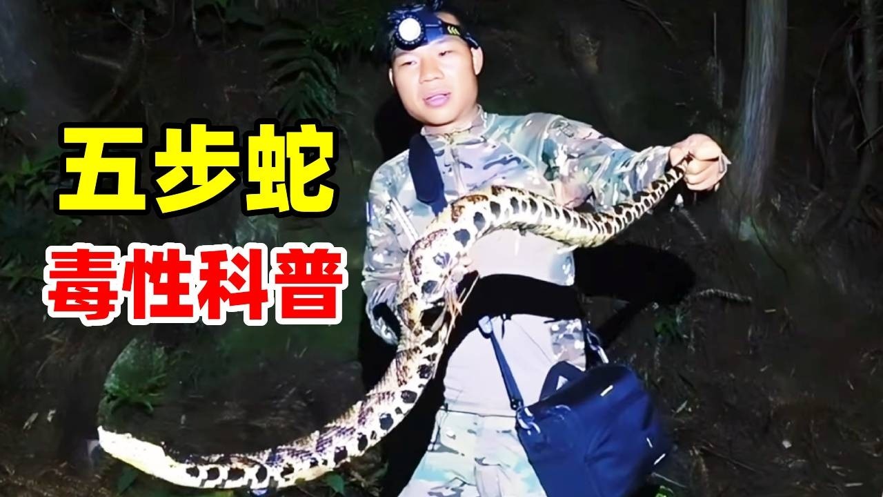 五步蛇号称烂肉王！毒性极强，被咬后果不堪设想！跟着蛇哥来学习一下吧！