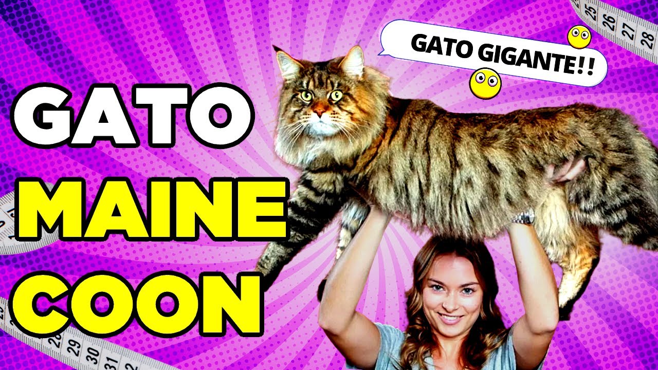 Gato Maine coon: Preço, Características, Onde Comprar, Curiosidades e Cuidados.