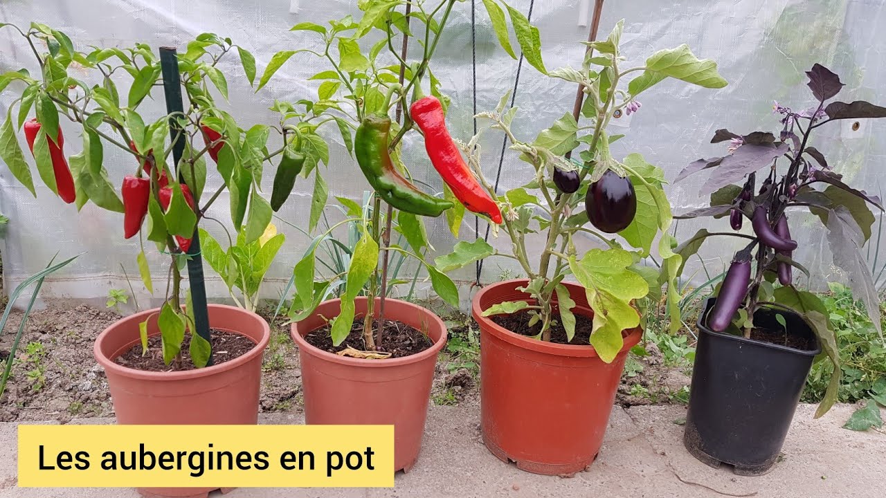 Comment cultiver l'aubergine sur le balcon ? 2021