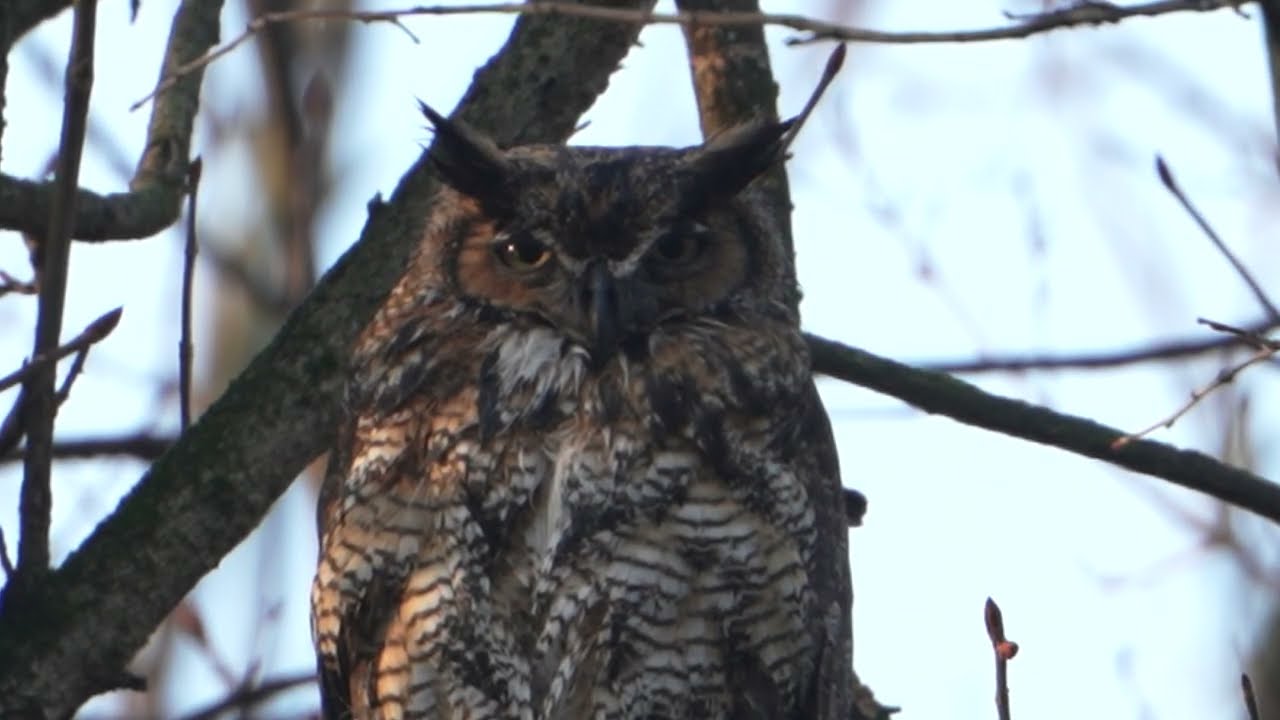 Great Horned Owl