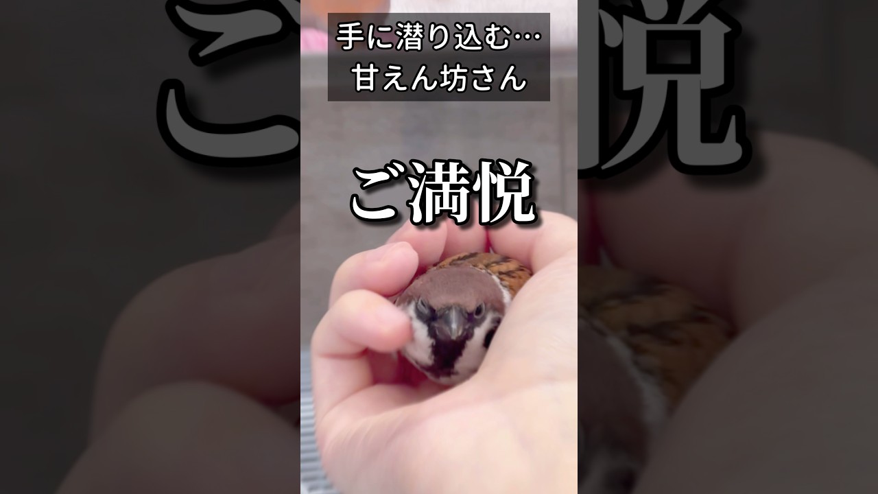 駆け寄り方も可愛い。甘えん坊さん　保護雀ちゅんぞう #javasparrow #birds #スズメ #shorts