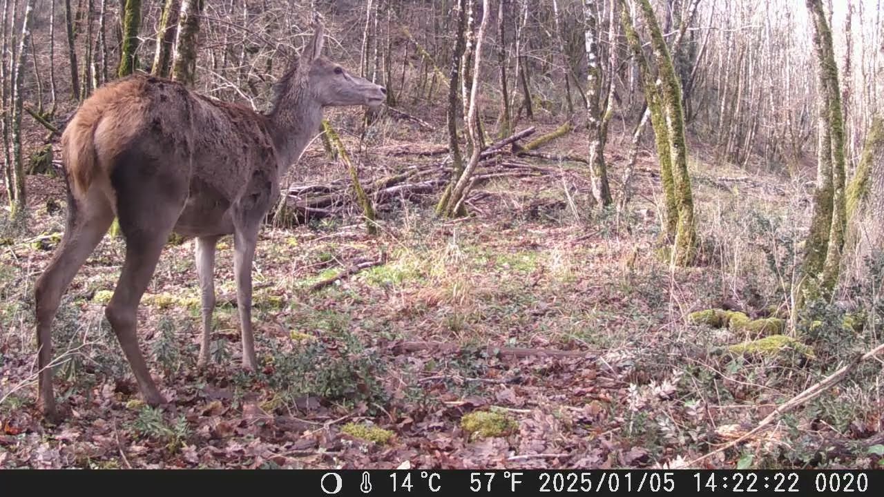 2 février 2025: En forêt | Grésigne Tarn