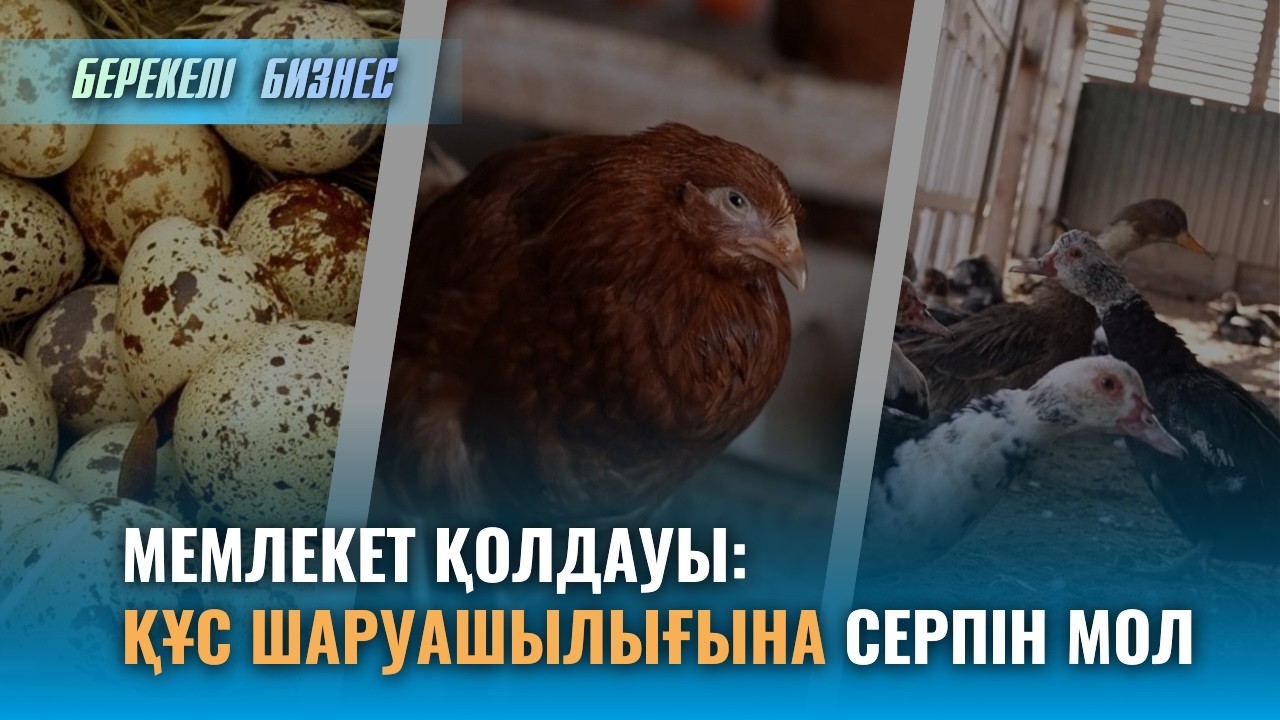 Берекелі бизнес | МЕМЛЕКЕТ ҚОЛДАУЫ: ҚҰС ШАРУАШЫЛЫҒЫНА СЕРПІН МОЛ
