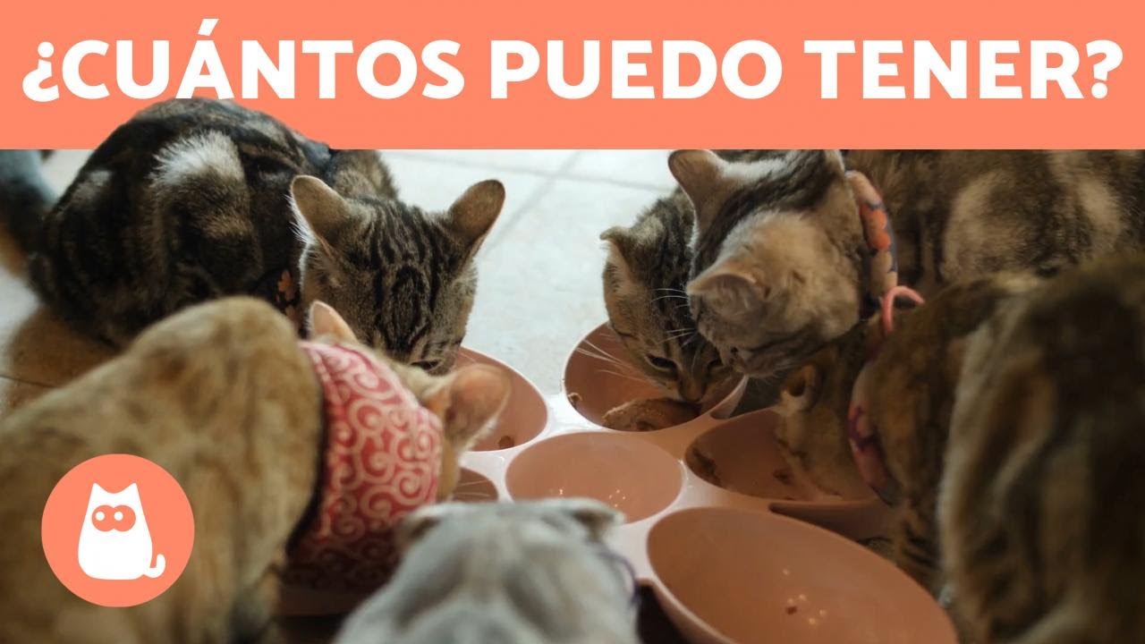 &iquest;Cu&aacute;ntos GATOS se pueden tener en CASA? 🐱🏠