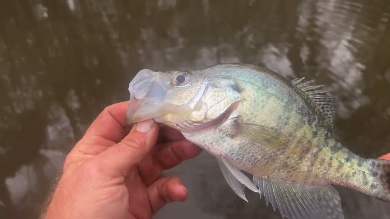 Crappie fishing
