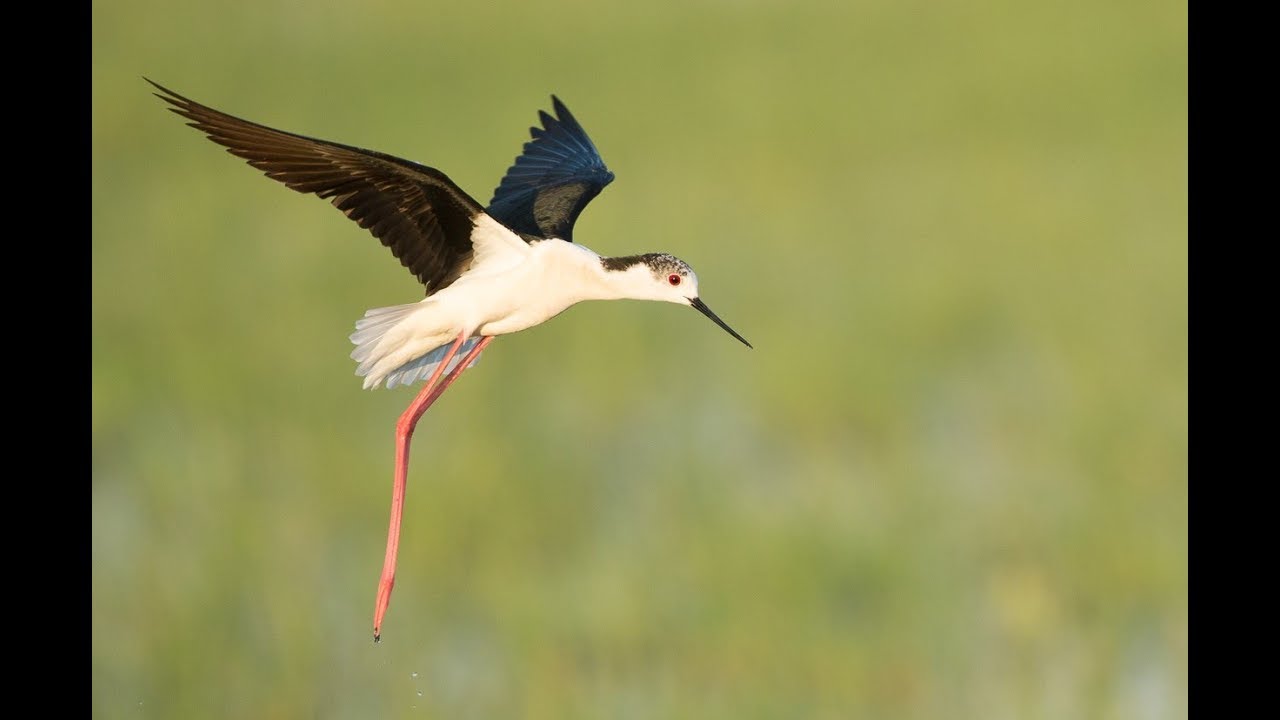 Bird and wildlife photography at Lake Neusiedl (Neusiedler See)