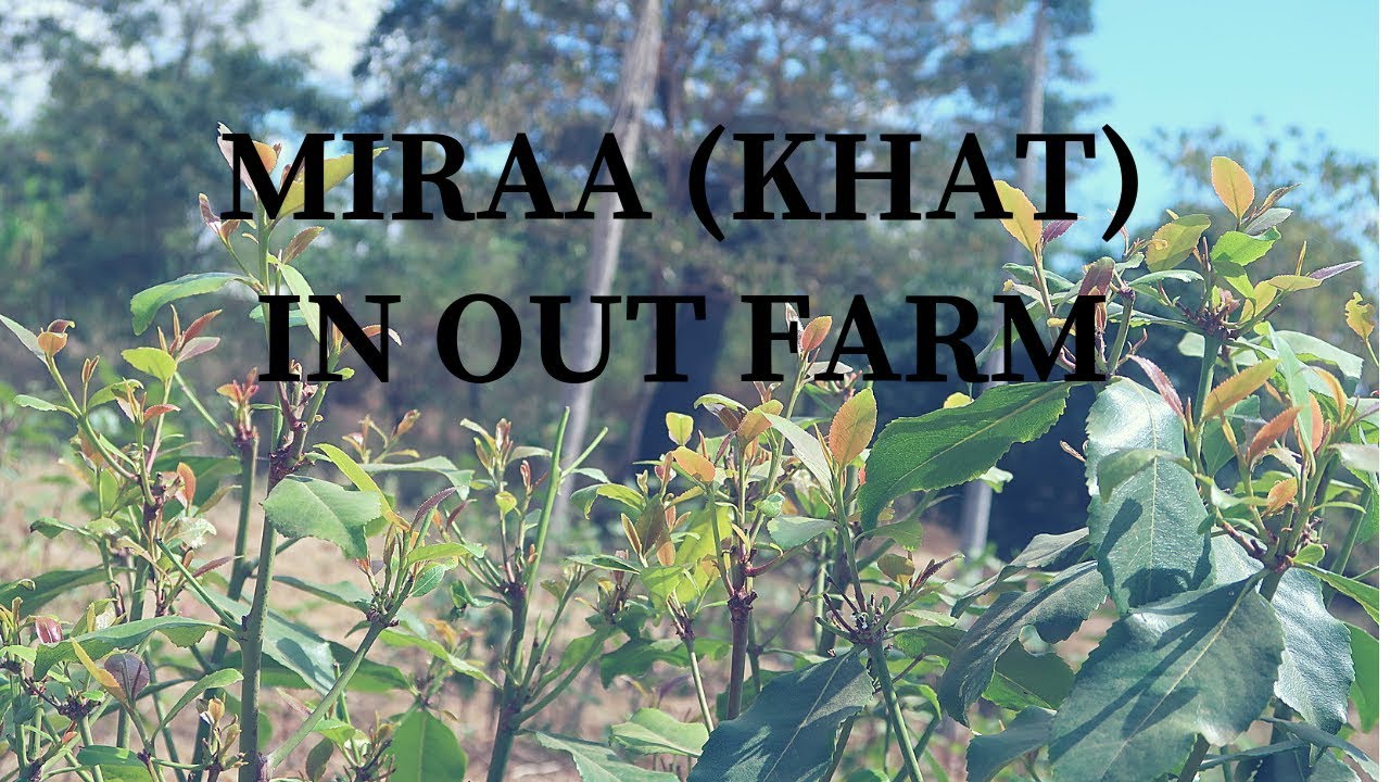 MIRAA (KHAT) IN OUR FARM.