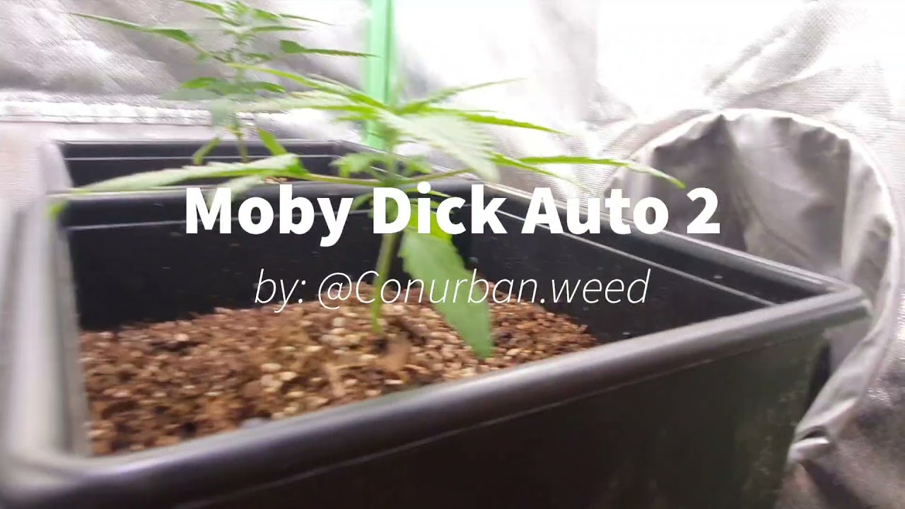 Seguimiento 2 - Moby Dick Auto BSF Seeds