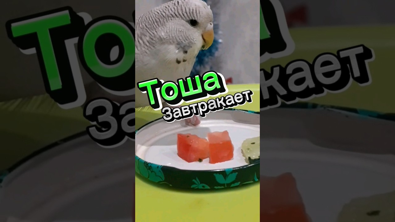 Тоша Завтракает / Попугай чех