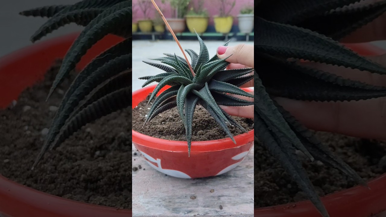 How to repot Haworthia limifolia🪴🌿🌱#shorts #haworthia #plants #succulent #indoorplants #repotting