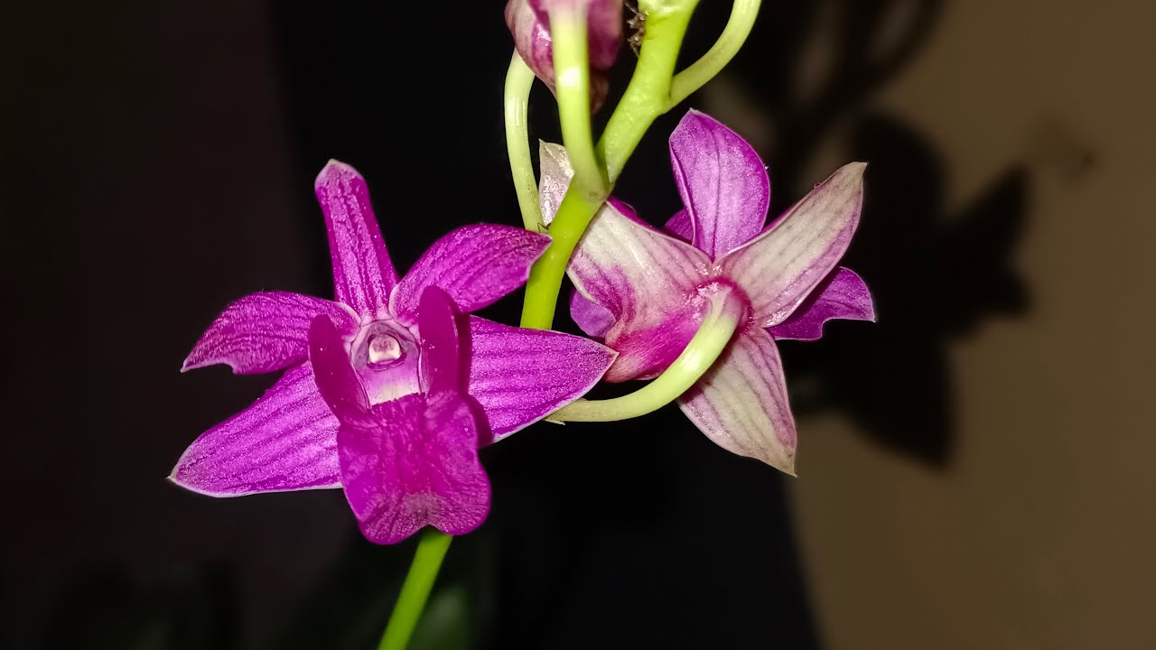 Juna Orchid sedang live sekarang!