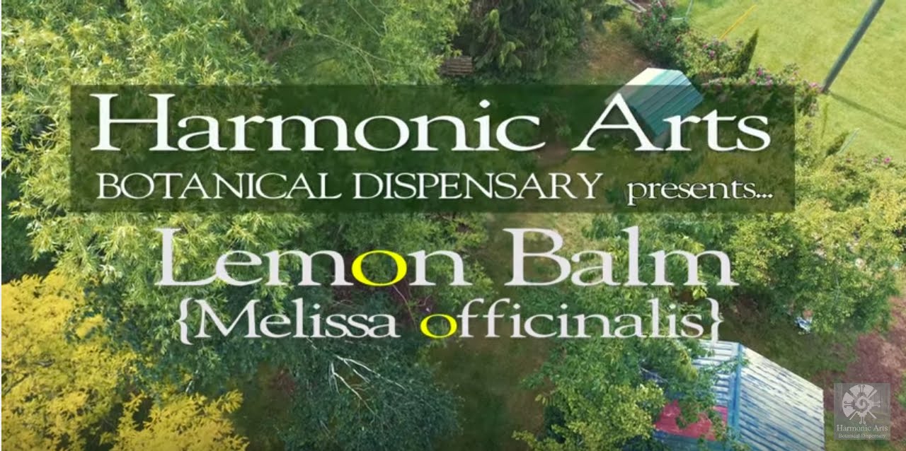 Lemon Balm | Herb of the ages | Yarrow and Terry Willard