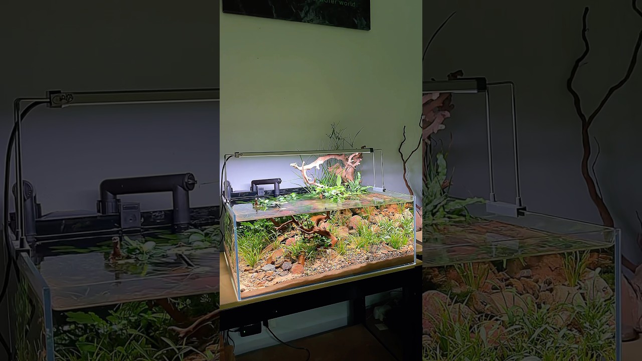 New custom tank build 50*40*20 🐠🌱Full video is available on the channel #aquarium #shallowtank