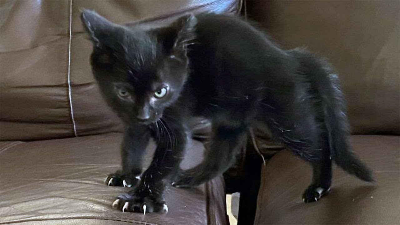 Cats create content