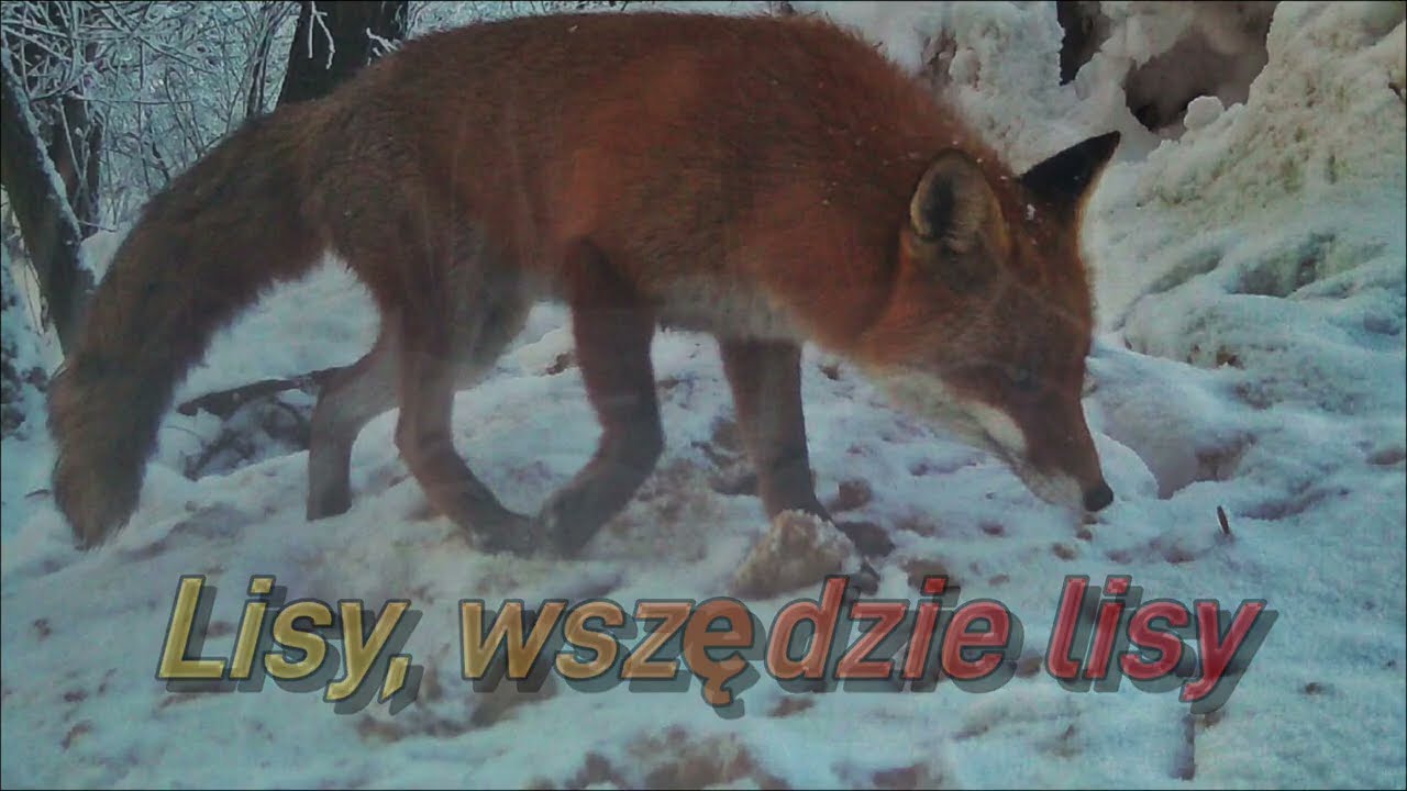 Lisy i kuny - zima w lesie - fotopułapka 