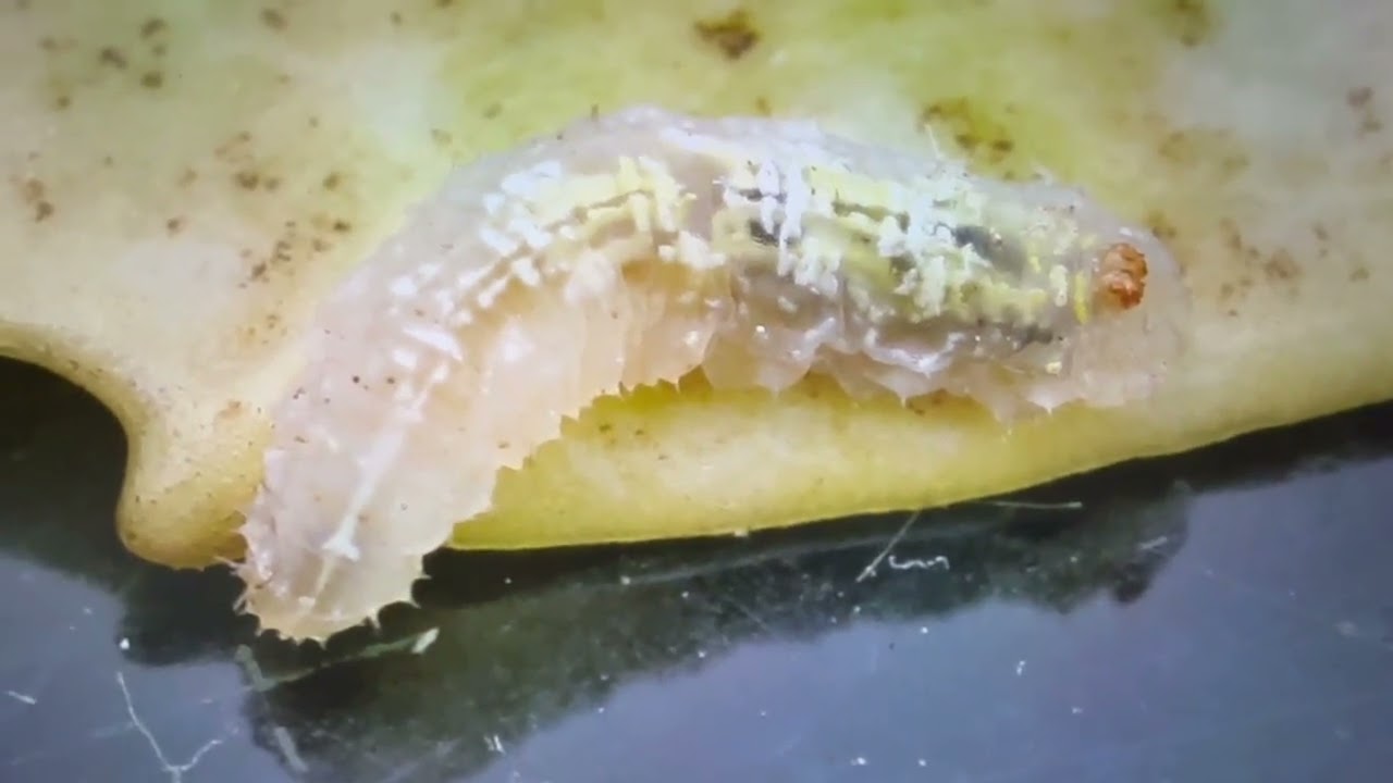 Most important animal - flies