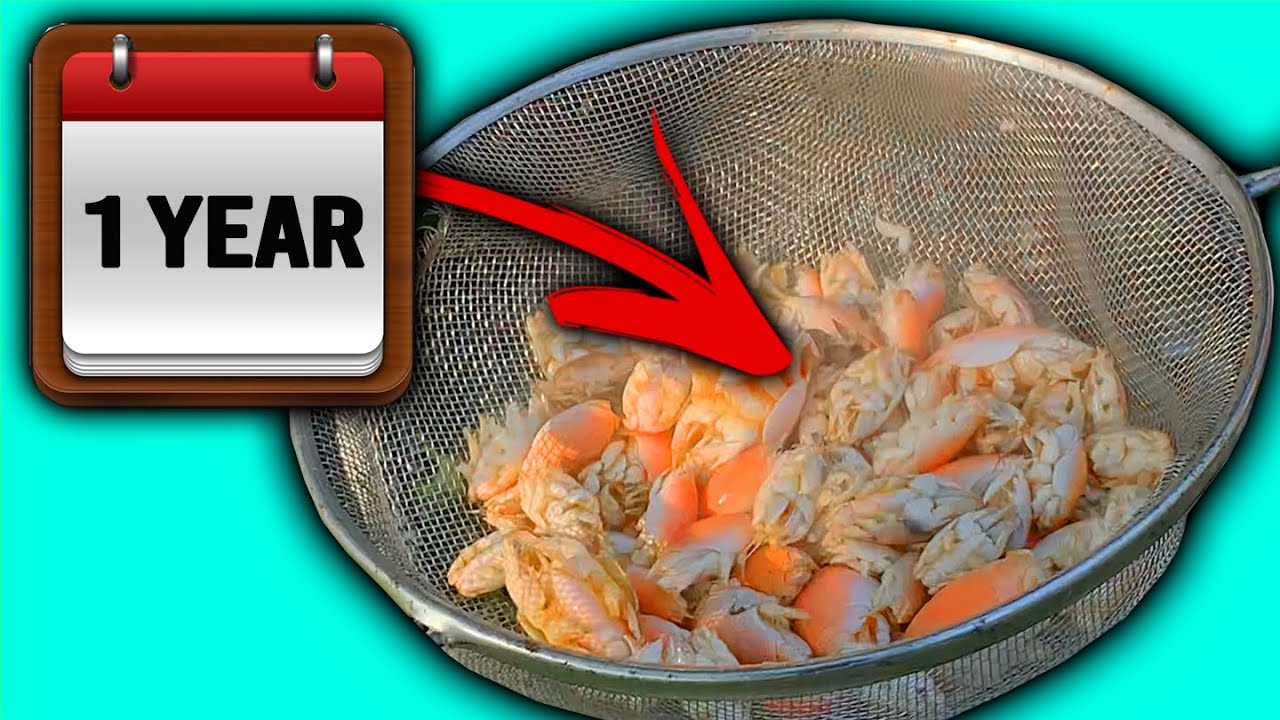 СЕКРЕТ, КАК УДЕРЖАТЬ ПЕСЧАНЫХ БЛОХ В ТЕЧЕНИЕ ГОДА!