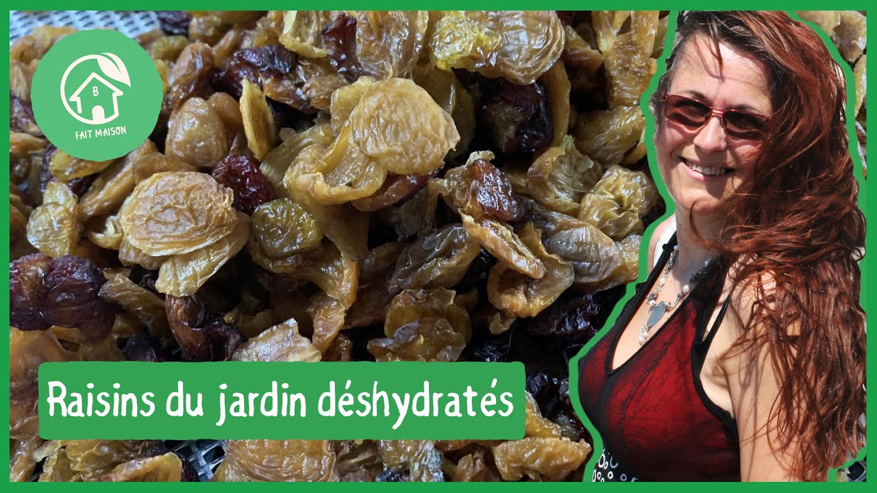 Raisins du jardin déshydratés; raisins secs maison pour mon kéfir de fruits