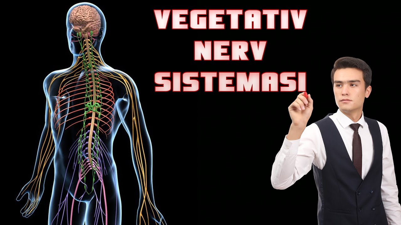 Vegetativ nerv sistemasi || Avtonom nerv sistemasi