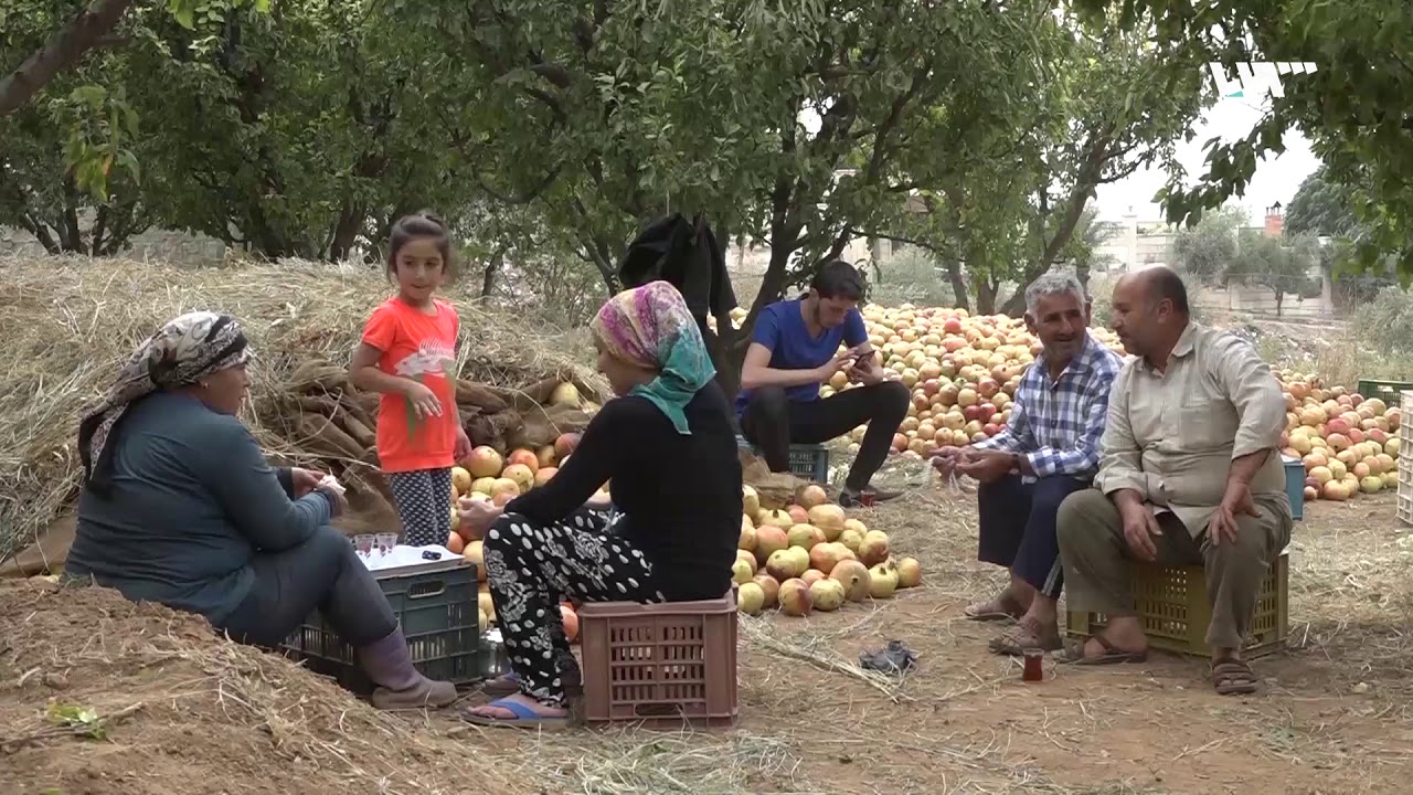 وفرة في إنتاج الرمان بريف عفرين وتضاؤل آمال المزارعين بتحقيق أرباح جيدة