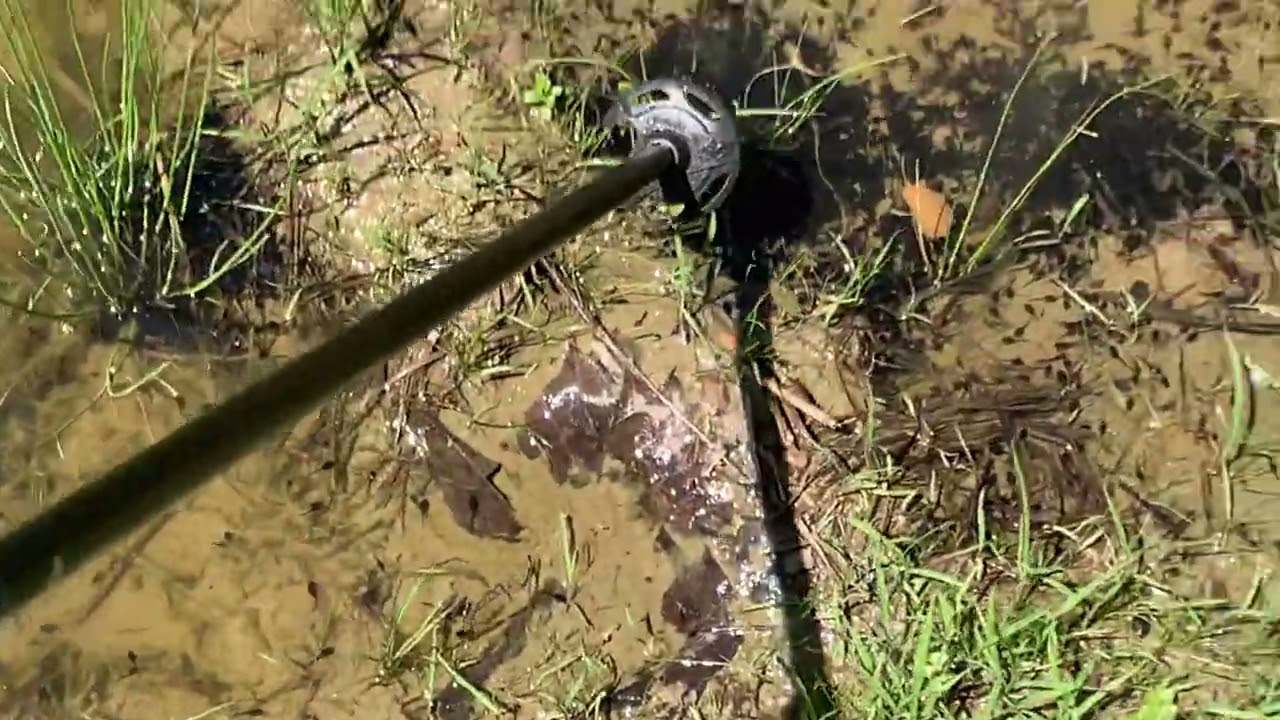 🐸 Cute! 😘 1000s of polywogs on the farm 🌳