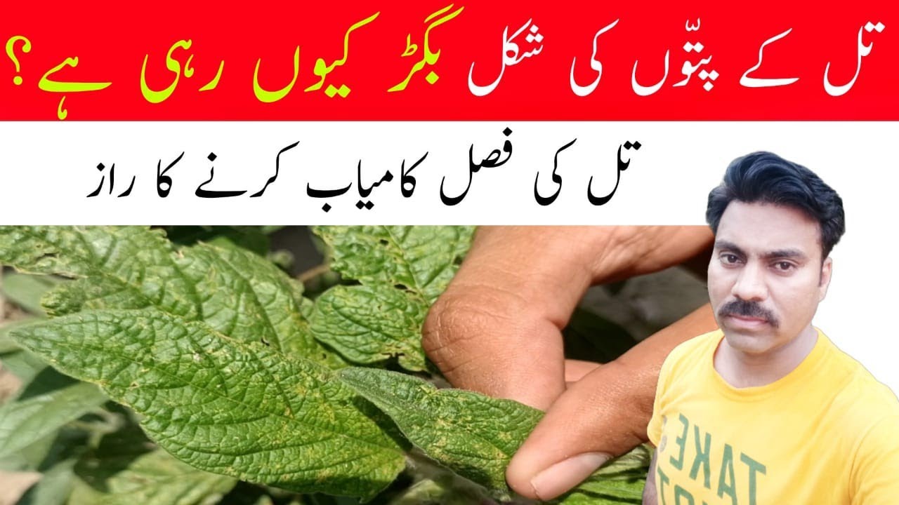 Mirid bug - A very dangerous sesame crop pest