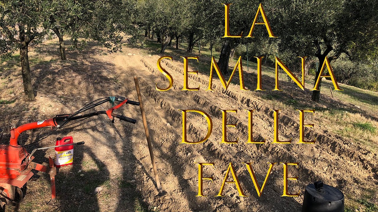 La Semina delle Fave - Baccelli , il Sovescio, rilascio di Azoto per il terreno.