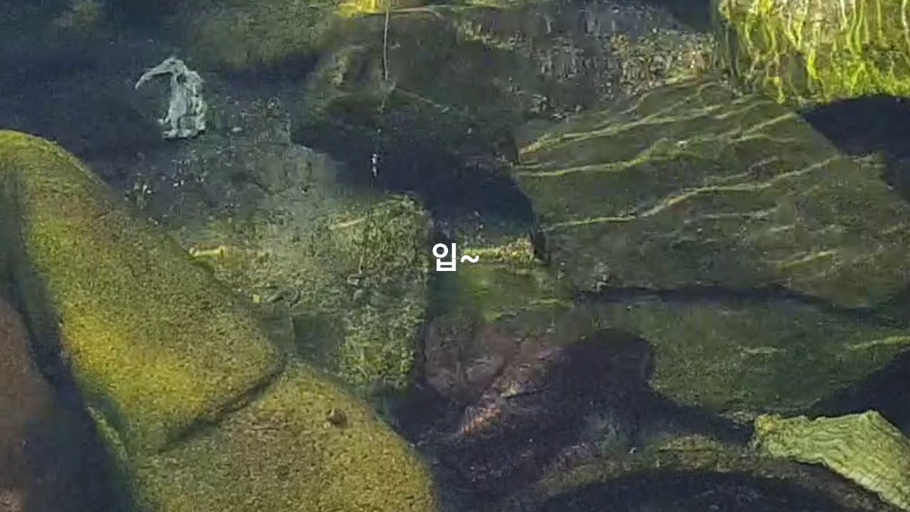 우리집연못에서 꾸구리 낚시하기 2020년 2월 3일