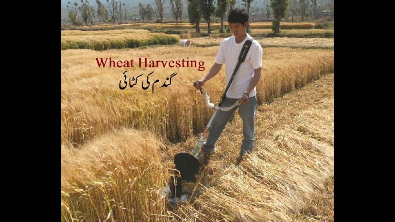 Wheat Harvesting with Machine, Wheat Cutting in Punjab, Gundam Ki Katai , گندم کی کٹائی